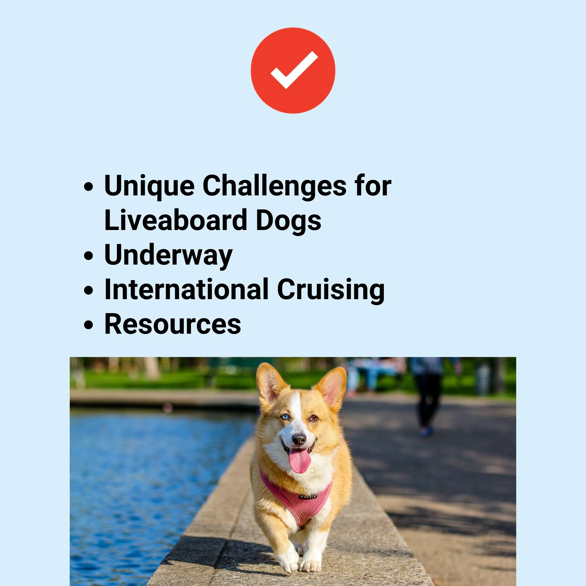 Boating With Your Dog: Training, Safety, and Life Aboard