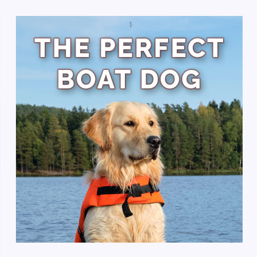 The Perfect Boat Dog